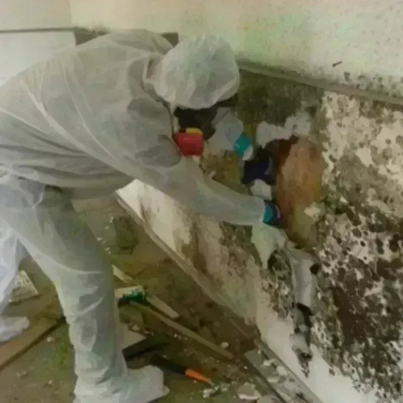 Mold Remediation and Removal in East Harwich, MA